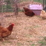 chickens at the la casa garden